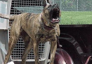 三种世界上咬死人最多的恶犬, 中国一种狗狗上榜, 被它咬住后果很惨