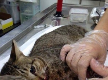 北市连见狗咬猫 惊爆大群猎犬