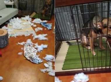 狗狗犯了错之后，自己默默走进笼子里，还吐舌头卖萌求主人原谅！