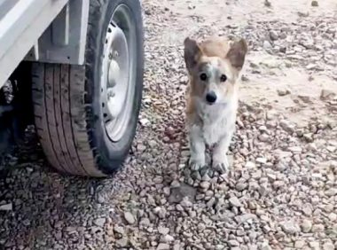 柯基犬无家可归,浑身是病,竟凭实力收获铲屎官!