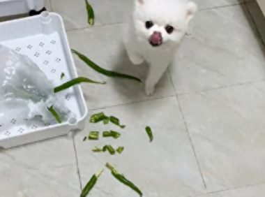 狗狗偷吃了辣椒后，舌头都被辣的抽筋了