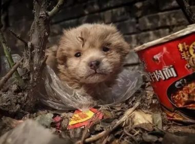 立法保护流浪猫狗？政府资金不是无底洞，弃养比虐待更为可恨
