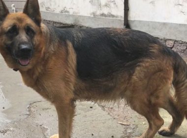 老狗看门就是说令人安心，德牧都早已7岁了，家中有它很安心