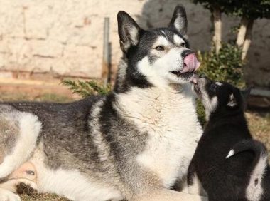 最适合看家护院的4种狗狗，德牧上榜，最后一种最受欢迎！