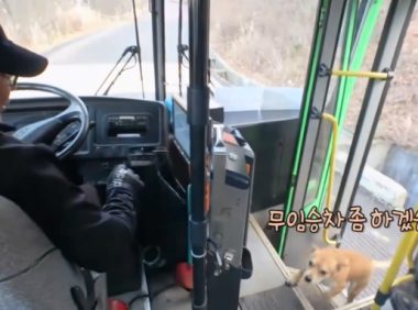 一只会乘公交车的聪明狗子，和众多乘客成为朋友