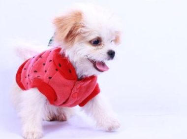 狗狗被遗弃后患上焦虑症,爱上穿衣服,暖心主人为其打造专属衣柜