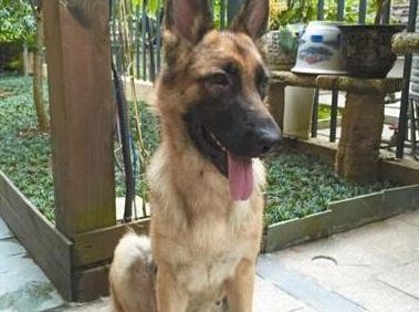 爱犬走丢 狗主人微信圈散步消息2天找回