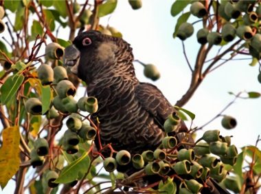 红尾黑凤头鹦鹉身份信息