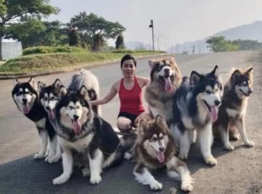 女生一人养七只阿拉斯加, 遛狗的画风令人惊讶, 网友: 是个狠人