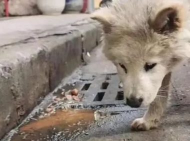 狗狗因“呕吐”被赶出家门，忠诚没换来照顾，它的眼里只剩绝望……