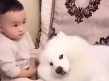 小主人被打,萨摩耶狗狗立刻就炸毛了,真是好狗啊