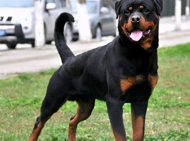 全世界公认5大“出色警犬”，中国犬种榜上有名