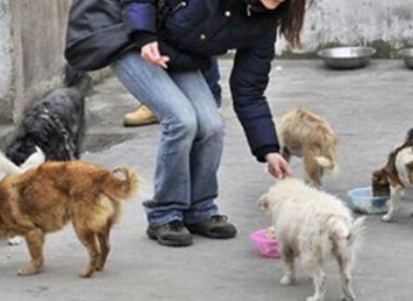 疯狗连咬十余人被猎杀 警方提醒散步避开宠物