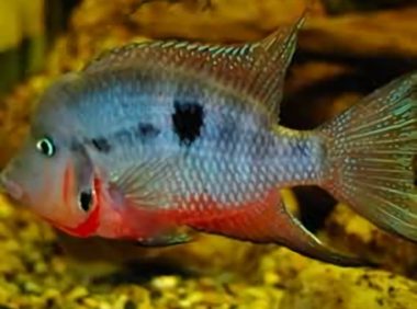 火口鱼身份信息