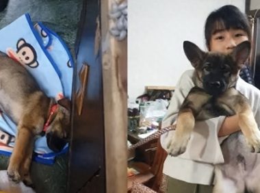 狗子原来也是Tony老师？玩偶秃头造型笑喷网友！