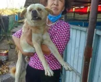 年近七旬老人哭着求人救狗“我上百只狗狗能挺过这个冬天吗？”