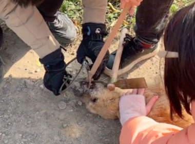 狗嘴被老鼠夹夹住超过2周,滴水未进几乎虚脱