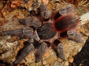 玻利维亚红尾身份信息