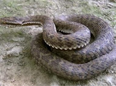 高原蝮身份信息