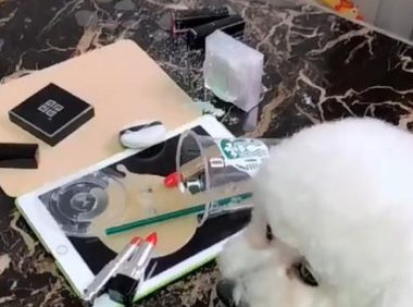 黑心男主人恶作剧，却要狗狗来担负不良影响，狗表明欺压老实巴交狗