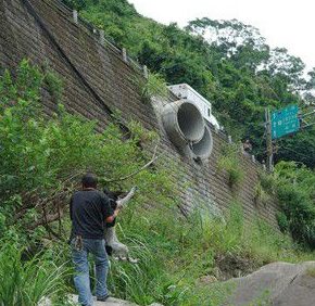 板桥第一暖男 帮助瘫痪的小狗重拾笑容与活泼