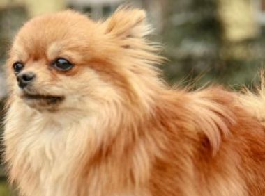 国家采取行动！新养狗规定正式出台，违规者将面临严厉处罚