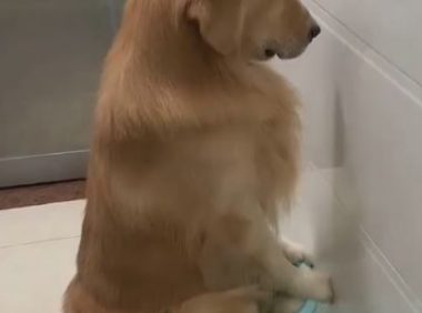 金毛犬被罚坐尿盆面壁露无辜脸 网友见身后“尸体堆”爆笑