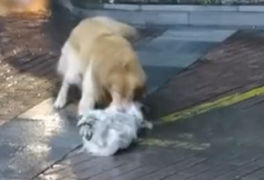 浙江杭州：男子遛狗解下牵引绳，路遇流浪狗将其活活咬死