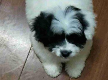 小奶狗被丢在小纸箱,至从女生把它带回去后,狗狗高兴得直转圈圈