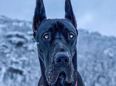 加拿大杜宾犬走红 “外强内软”的反差萌