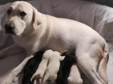 狗妈妈喂奶后总有一只小狗不见,主人探寻后发现:母爱伟大