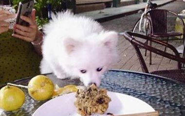 “宝马女”把博美犬偷偷抱走 宠物犬主人盼能归还