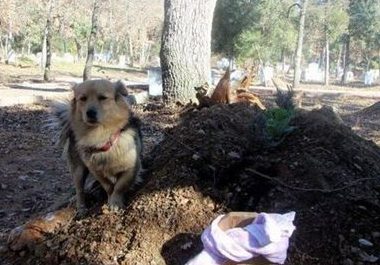 不舍心爱主人离世 狗狗每天都会去墓地探望