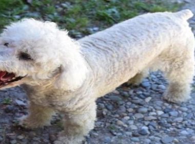 老人晕倒后狗狗狂叫邻居警报抢救,这一神犬立了大功