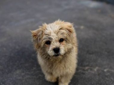 一千从狗贩手中买回一只金毛, 领回家后, 主人不敢直视狗狗的眼神！