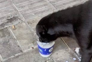 一只爱吃爆爆珠的流浪狗，都吃出经验来了！奶茶店请它做宣传吧！