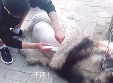 主人趁阿拉斯加入睡，剃了它的毛，狗子醒来后淡定从容