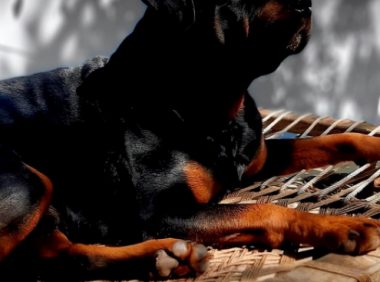 当猫狗察觉到女主人怀孕后，网友：就跟换了一只一样