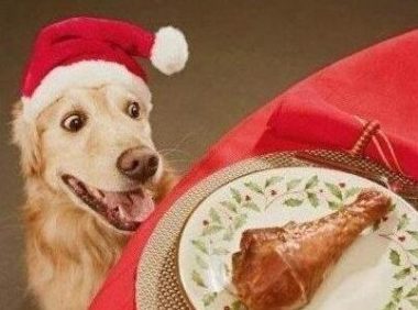 主人为防柴犬偷吃，出此奇招，柴犬看到“狗头”就懵了