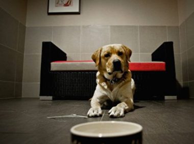 离家两千里 宠物狗半年后喜回主人怀抱