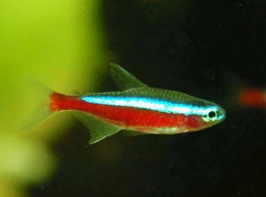 宝莲灯鱼身份信息