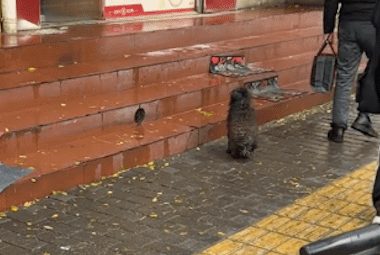 雨天狗狗被冻得瑟瑟发抖,突然鸭肉从天而降,临走前不忘标记一下