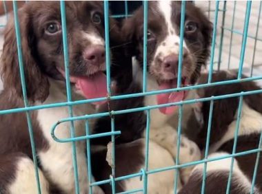 主人带着狗妈妈去卖小狗，小狗在笼子里向路人求救，狗妈妈泪目了