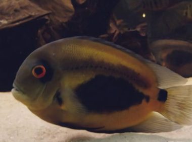 三角鲷身份信息