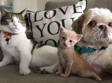 狗狗从汪星移民到喵星 变身超级奶爸