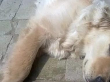 狗狗死后不能埋起来？很多狗主人不理解，有啥依据呢？