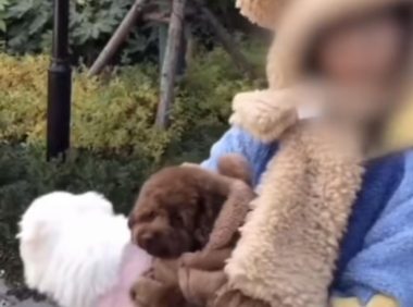 陕西夫妻遛狗不牵绳扑向小孩，狗主人：狗比你家孩子金贵！