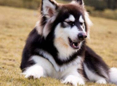 阿拉斯加犬身体出现这些反应,都是在暗示:缺钙了!