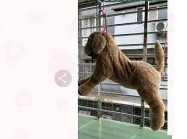 阳台惊现狗狗遭吊挂虐待,得知真相后……当场傻眼!
