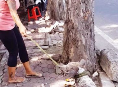 小狗每天挨打,最终还被丢掉,但它为等主人,住在下水道整整的7年